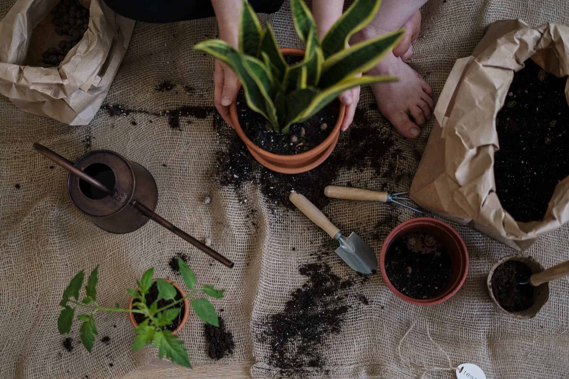 green plant on brown clay pot